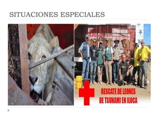 Rol del medico veterinario en desastres naturales | PDF