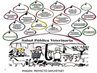 Rol del medico veterinario en desastres naturales | PDF