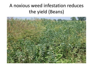 Role of-seed-in-vegetable-production