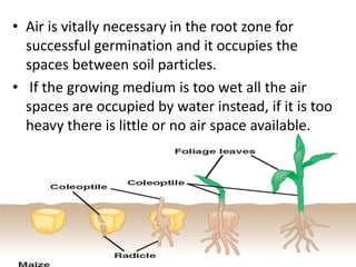 Role of-seed-in-vegetable-production