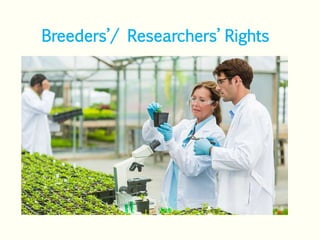 Farmers Rights Vs Researchers Rights IPR in AGRICULTURE PLANT BREEDER'S FARMER'S RIGHTS | PPTX