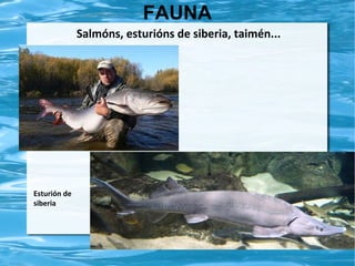 FAUNA
Salmóns, esturións de siberia, taimén...

Esturión de
siberia

 