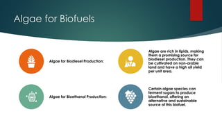 Role of Algae in Sustainable Development.pptx