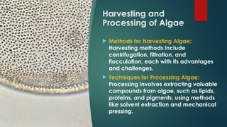 Role of Algae in Sustainable Development.pptx