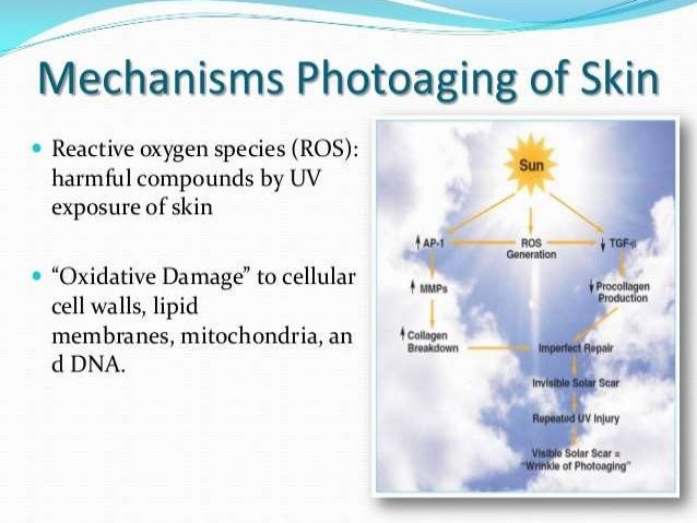 antioxidants and skin aging