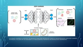 Role of Artificial Intelligence in Clinical Microbiology.pptx