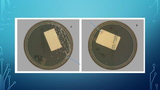 Role of Artificial Intelligence in Clinical Microbiology.pptx