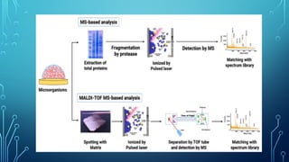 Role of Artificial Intelligence in Clinical Microbiology.pptx