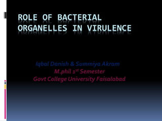 ROLE OF BACTERIAL
ORGANELLES IN VIRULENCE
Iqbal Danish & Summiya Akram
M.phil 1st Semester
Govt College University Faisalabad
 