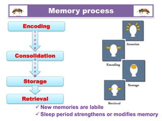 Three Key Memory Processes Encoding Definition Role of bees’ sleep in memory processing | PPTX