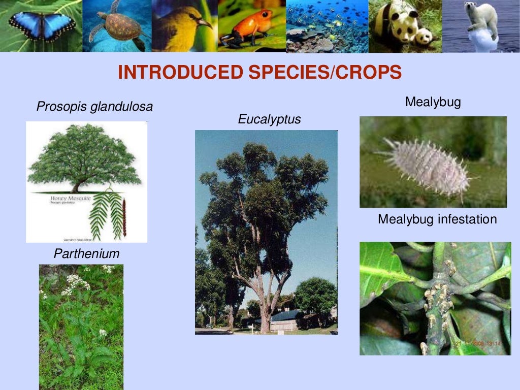 Role of biodiversity in food security Biology Diagrams