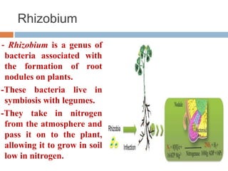 Role of biofertilizers in Horticulture | PPTX