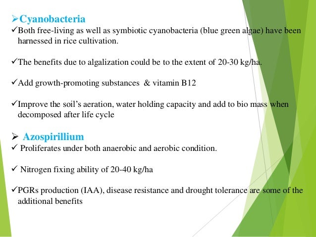 Role Of Biofertilizer In Agriculture