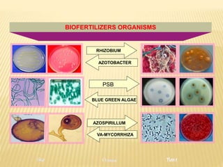 RHIZOBIUM
AZOSPIRILLUM
VA-MYCORRHIZA
BLUE GREEN ALGAE
AZOTOBACTER
PSB
BIOFERTILIZERS ORGANISMS
 