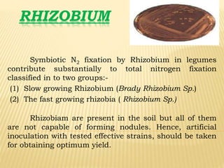 RHIZOBIUM
Symbiotic N2 fixation by Rhizobium in legumes
contribute substantially to total nitrogen fixation
classified in to two groups:-
(1) Slow growing Rhizobium (Brady Rhizobium Sp.)
(2) The fast growing rhizobia ( Rhizobium Sp.)
Rhizobiam are present in the soil but all of them
are not capable of forming nodules. Hence, artificial
inoculation with tested effective strains, should be taken
for obtaining optimum yield.
 