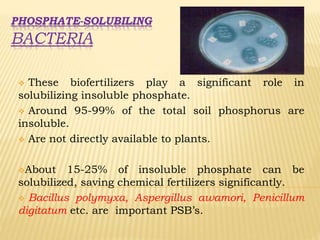 PHOSPHATE-SOLUBILING
BACTERIA
 These biofertilizers play a significant role in
solubilizing insoluble phosphate.
 Around 95-99% of the total soil phosphorus are
insoluble.
 Are not directly available to plants.
About 15-25% of insoluble phosphate can be
solubilized, saving chemical fertilizers significantly.
 Bacillus polymyxa, Aspergillus awamori, Penicillum
digitatum etc. are important PSB’s.
 