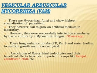 VESICULAR ARBUSCULAR
MYCORRHIZA (VAM)
 These are Mycorrhizal fungi and show highest
specialization of parasitism.
 They however, fail to grow on artificial medium in
laboratory.
 However, they were successfully infected on strawberry
by tissue culture by a Mycorrhizal fungus, Glomus spp.
 These fungi enhance uptake of P, Zn, S and water leading
to uniform growth and increased yield.
 Association of Mycorrhizal endophytes and their
beneficial effects have been reported in crops like brinjal,
cauliflower, chilli etc.
 