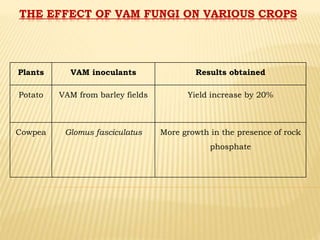 THE EFFECT OF VAM FUNGI ON VARIOUS CROPS
Plants VAM inoculants Results obtained
Potato VAM from barley fields Yield increase by 20%
Cowpea Glomus fasciculatus More growth in the presence of rock
phosphate
 