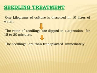 SEEDLING TREATMENT
One kilograms of culture is dissolved in 10 litres of
water.
The roots of seedlings are dipped in suspension for
15 to 20 minutes.
The seedlings are than transplanted immediately.
 