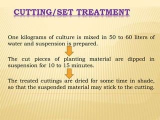CUTTING/SET TREATMENT
One kilograms of culture is mixed in 50 to 60 liters of
water and suspension is prepared.
The cut pieces of planting material are dipped in
suspension for 10 to 15 minutes.
The treated cuttings are dried for some time in shade,
so that the suspended material may stick to the cutting.
 