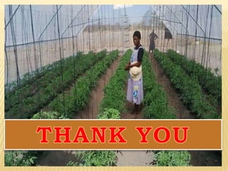 Role of biofertilizers