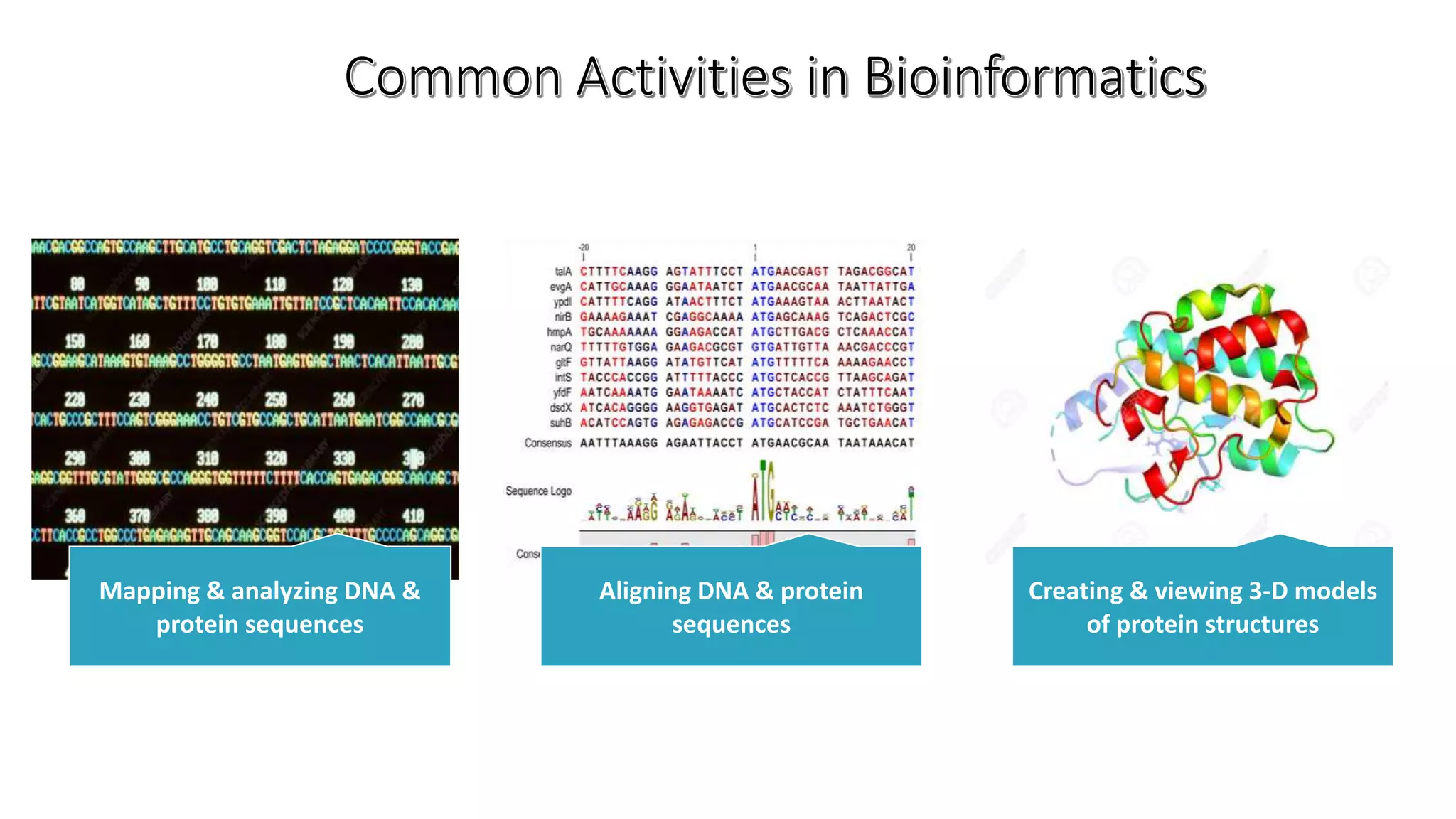 Mapping & analyzing DNA &
protein sequences
Aligning DNA & protein
sequences
Creating & viewing 3-D models
of protein structures
 