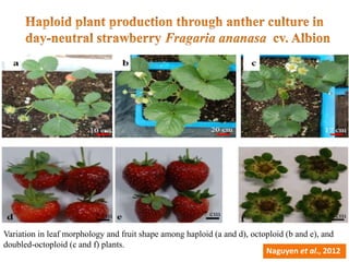 Role of biotechnology in enhancing fruit crop production and quality | PPTX
