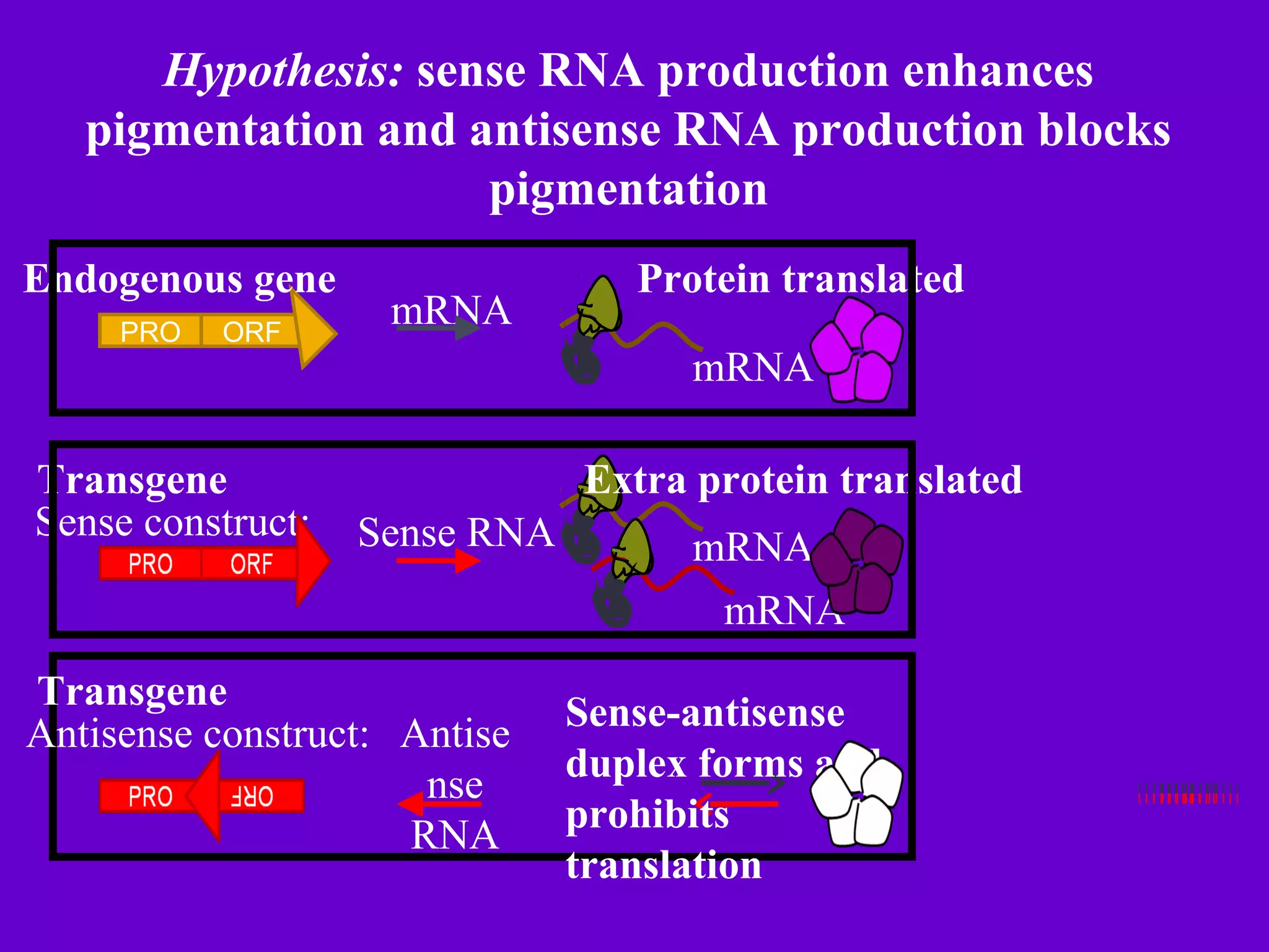 Role of biotechnology - gene silencing in plant disease control | PPT
