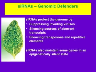 Role of biotechnology - gene silencing in plant disease control | PPT