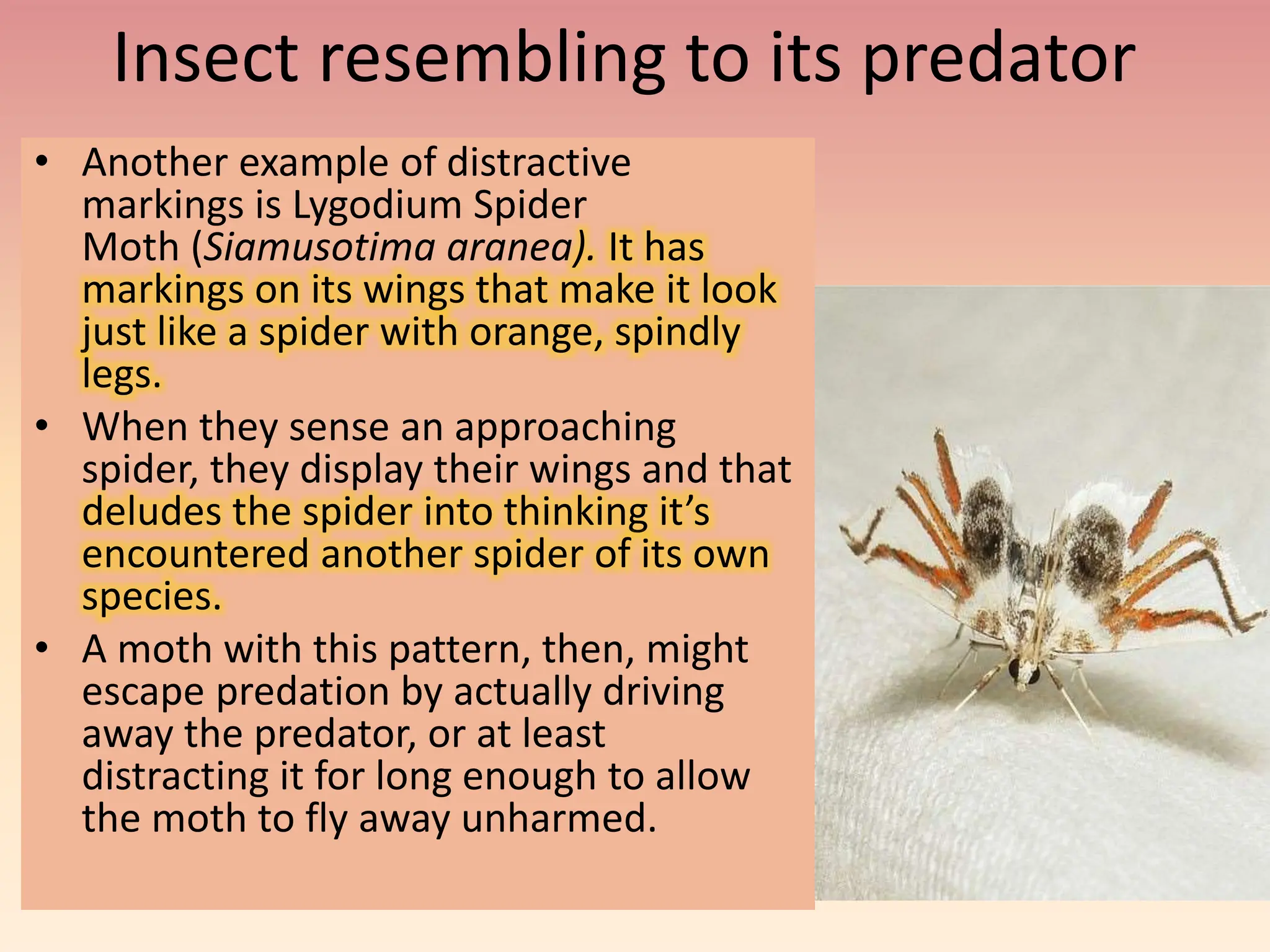Role of Camouflage, mimicry and warning colours in insect defence.pptx