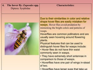 Role of Camouflage, mimicry and warning colours in insect defence.pptx