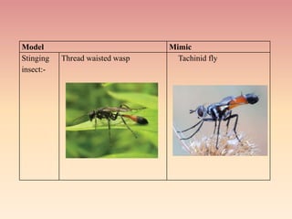 Insect Threading Role of Camouflage, mimicry and warning colours in insect defence.pptx