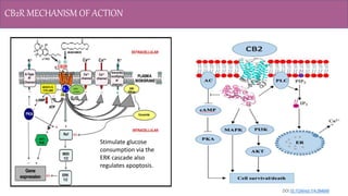 Role of CB2 Receptors In Pain and Inflammation.pptx
