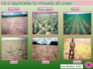 29
Sweet pepper
Cassava
OnionsCucumber
Tomato Squash
Jose Benites, FAO
CA is applicable to virtually all crops
29
 