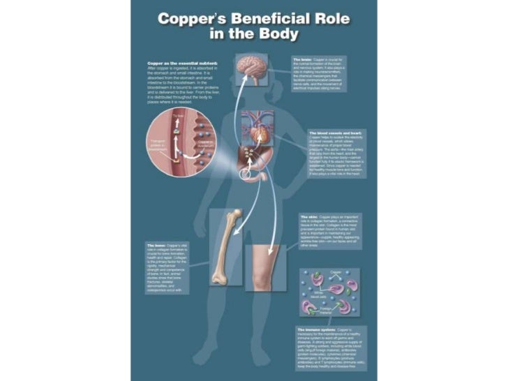 Role of copper in our body