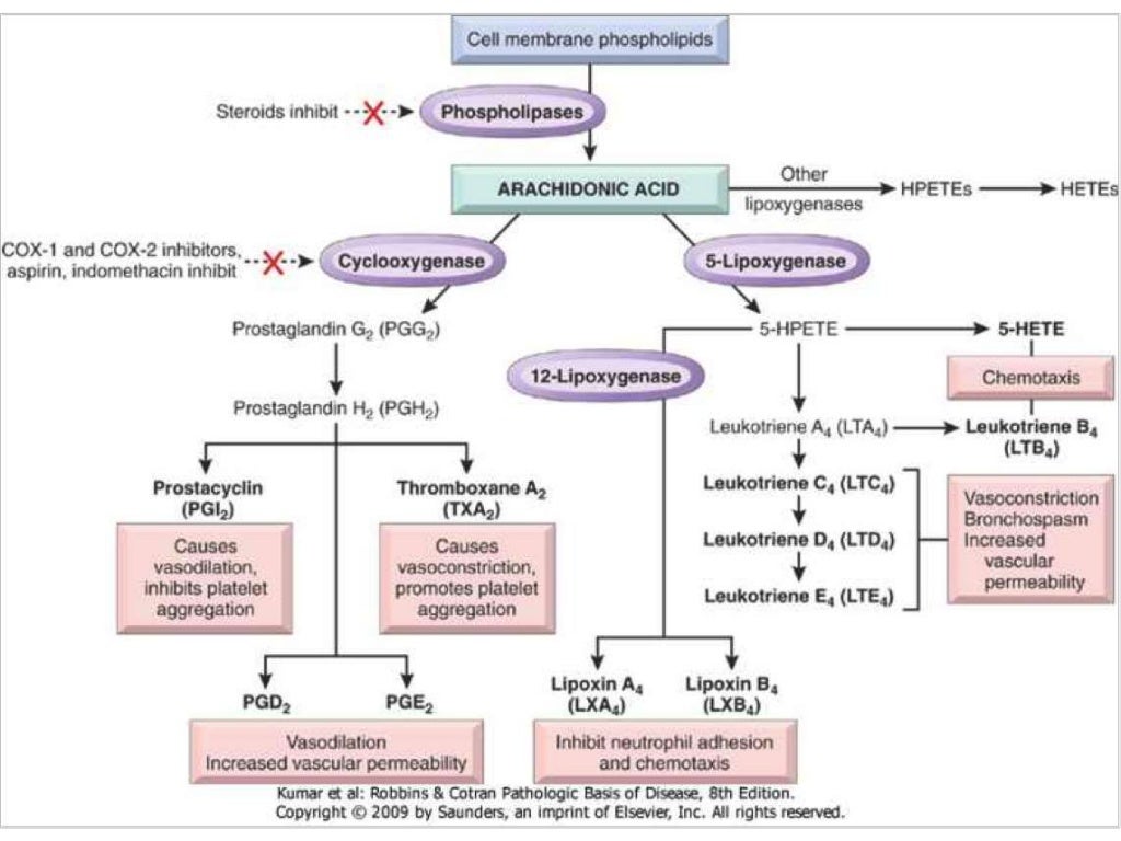 Role of different prostaglandins in asthma