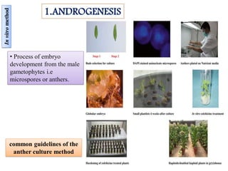 Role of double haploids in vegetable crop improvement | PDF
