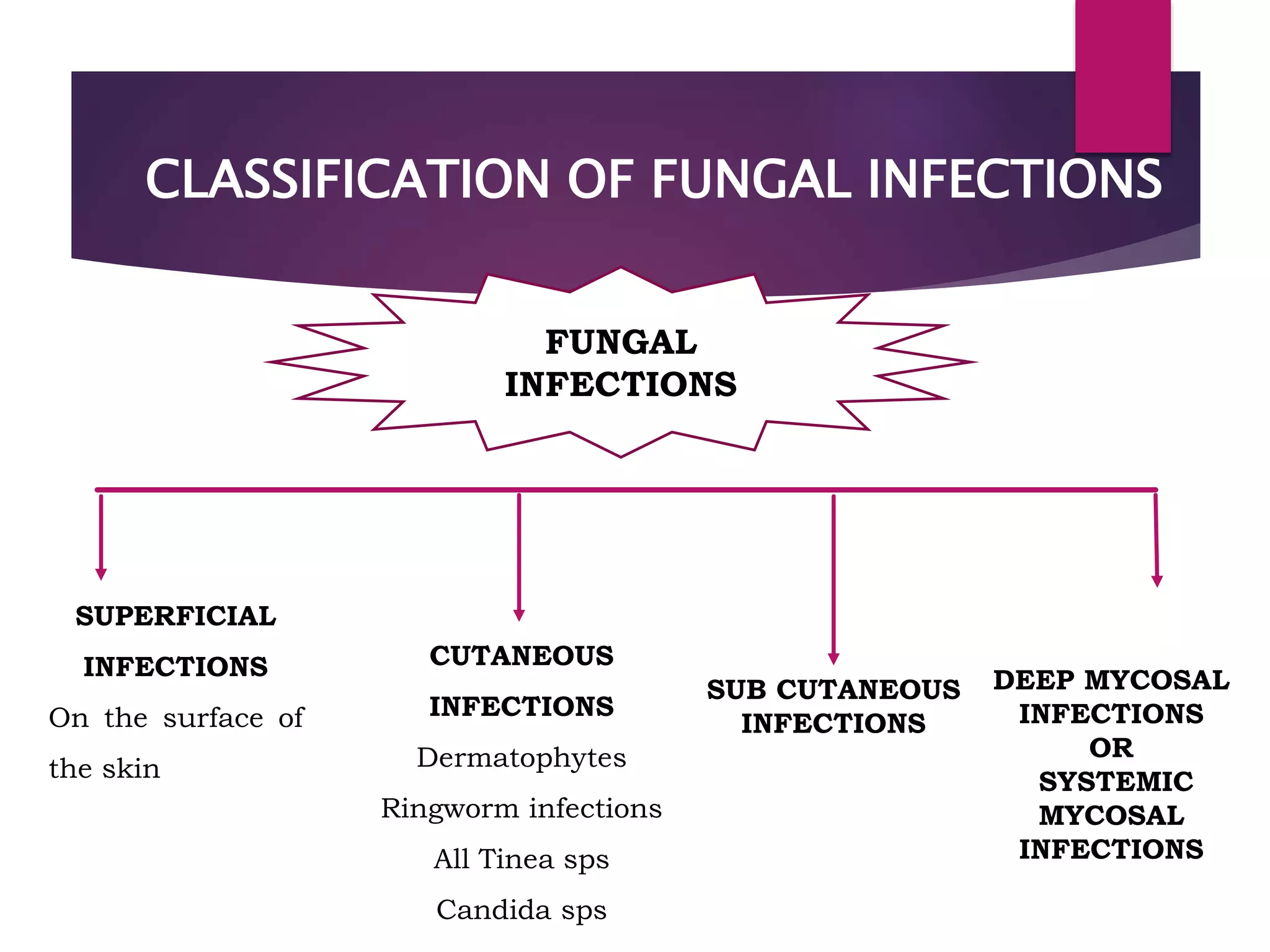 Role of echinocandins in invasive fungal infection | PPTX