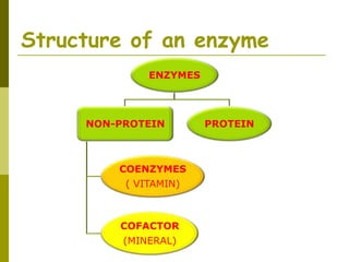 Role of enzymes in dairy industries