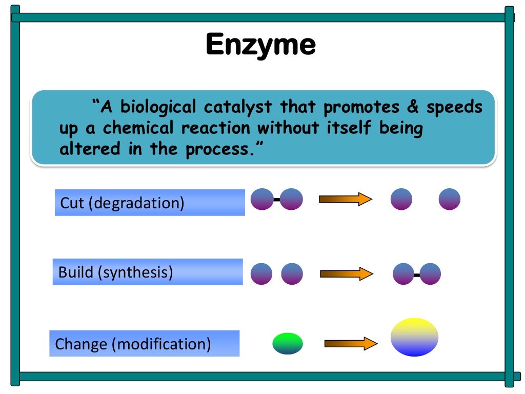 Role of enzymes in dairy industries