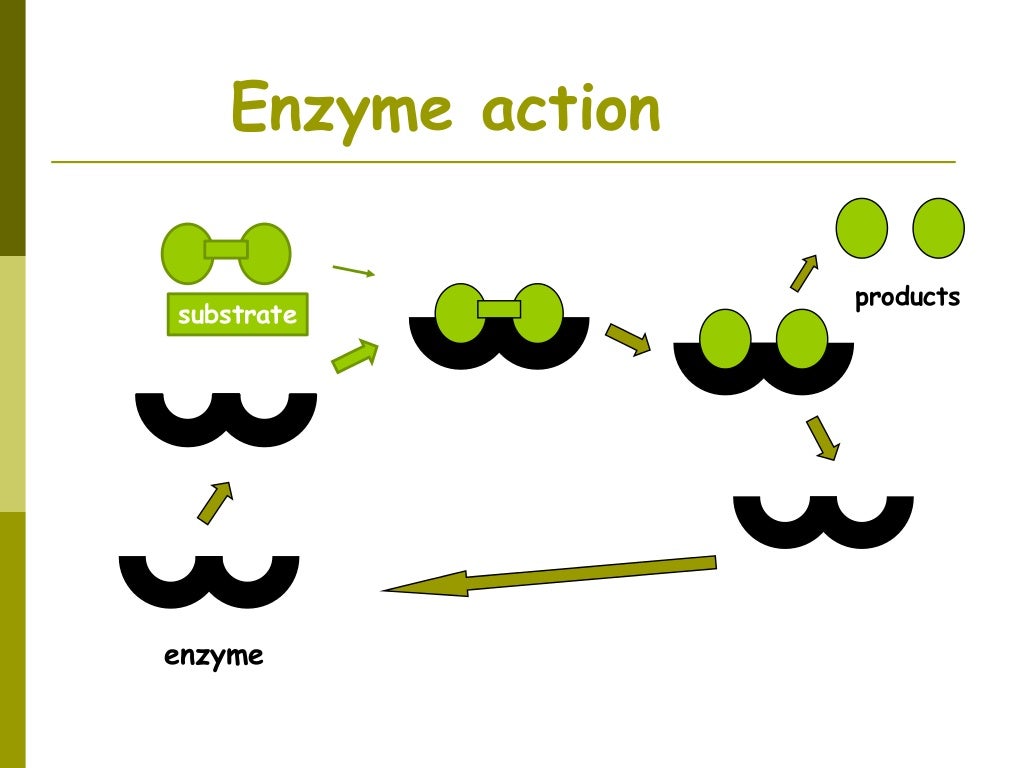 Role of enzymes in dairy industries