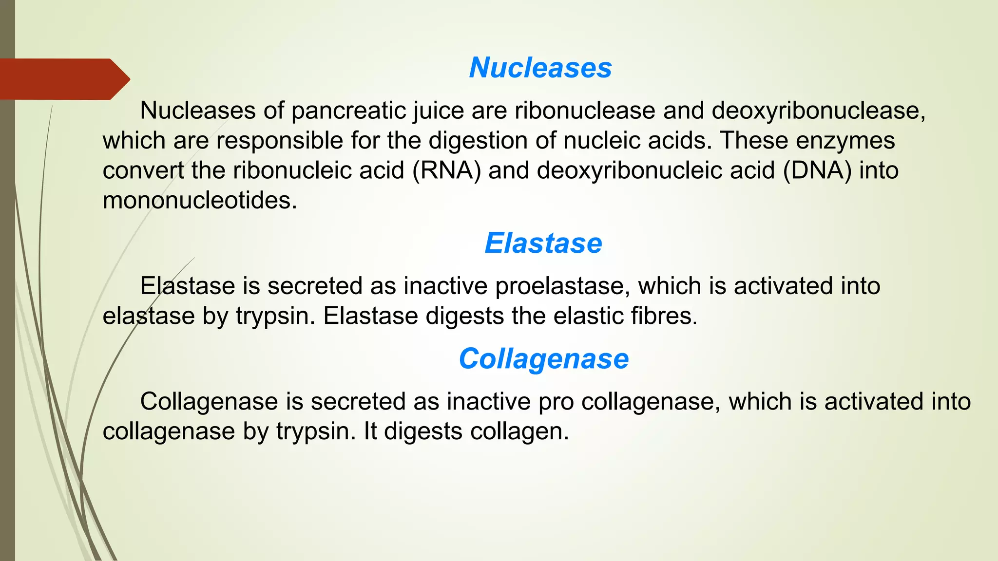 Nucleases
Nucleases of pancreatic juice are ribonuclease and deoxyribonuclease,
which are responsible for the digestion of nucleic acids. These enzymes
convert the ribonucleic acid (RNA) and deoxyribonucleic acid (DNA) into
mononucleotides.
Elastase
Elastase is secreted as inactive proelastase, which is activated into
elastase by trypsin. Elastase digests the elastic fibres.
Collagenase
Collagenase is secreted as inactive pro collagenase, which is activated into
collagenase by trypsin. It digests collagen.
 