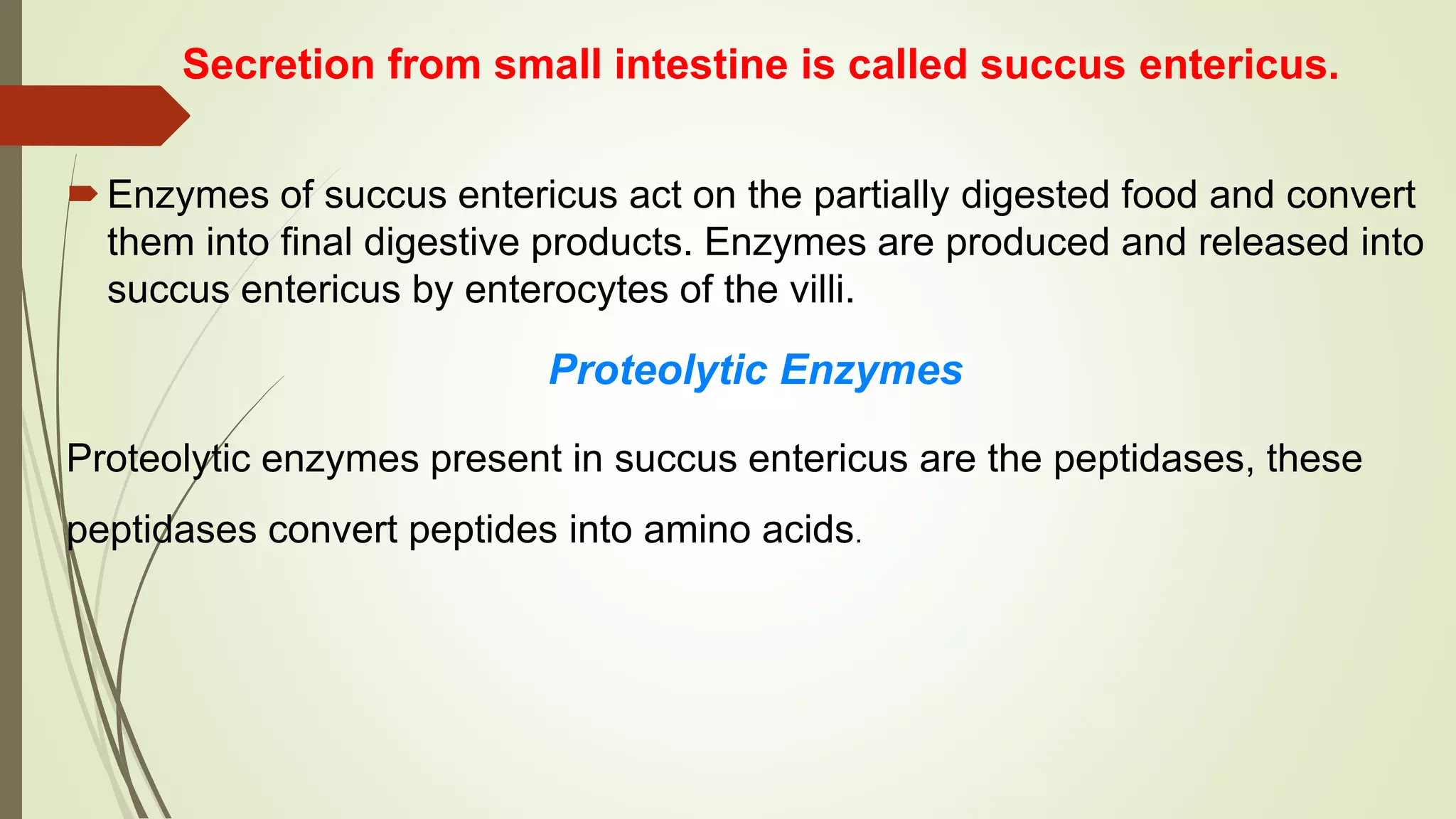 Secretion from small intestine is called succus entericus.
Enzymes of succus entericus act on the partially digested food and convert
them into final digestive products. Enzymes are produced and released into
succus entericus by enterocytes of the villi.
Proteolytic Enzymes
Proteolytic enzymes present in succus entericus are the peptidases, these
peptidases convert peptides into amino acids.
 