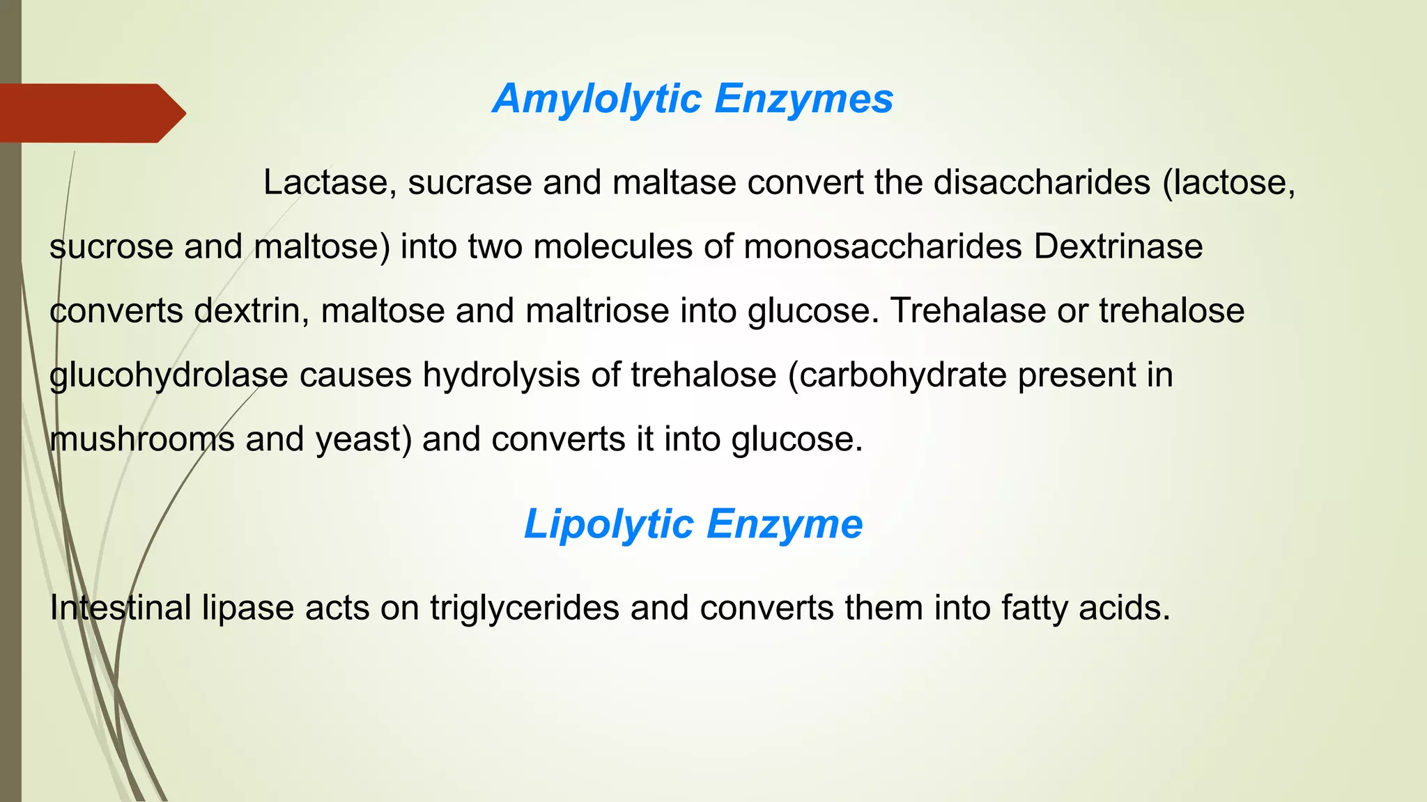 Amylolytic Enzymes
Lactase, sucrase and maltase convert the disaccharides (lactose,
sucrose and maltose) into two molecules of monosaccharides Dextrinase
converts dextrin, maltose and maltriose into glucose. Trehalase or trehalose
glucohydrolase causes hydrolysis of trehalose (carbohydrate present in
mushrooms and yeast) and converts it into glucose.
Lipolytic Enzyme
Intestinal lipase acts on triglycerides and converts them into fatty acids.
 