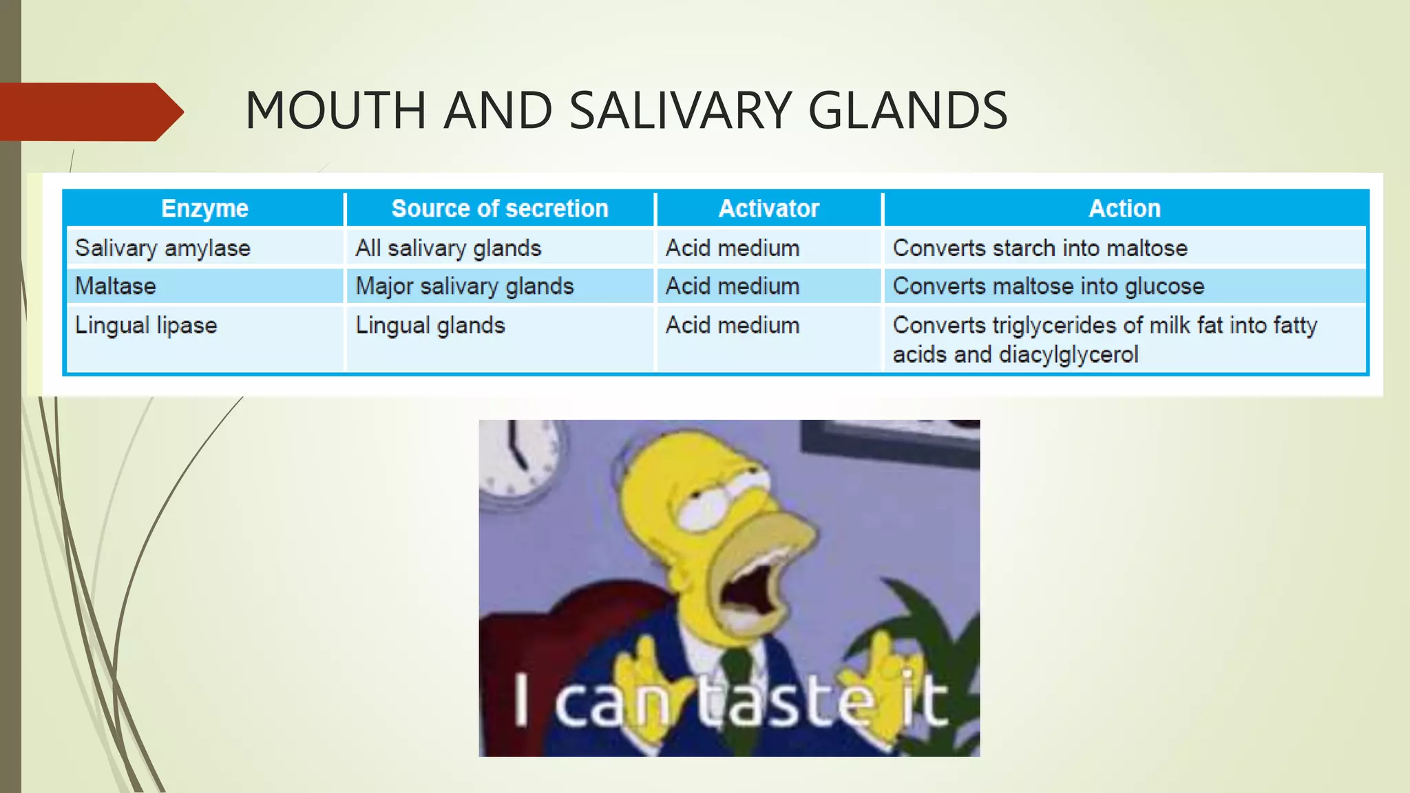 MOUTH AND SALIVARY GLANDS
 