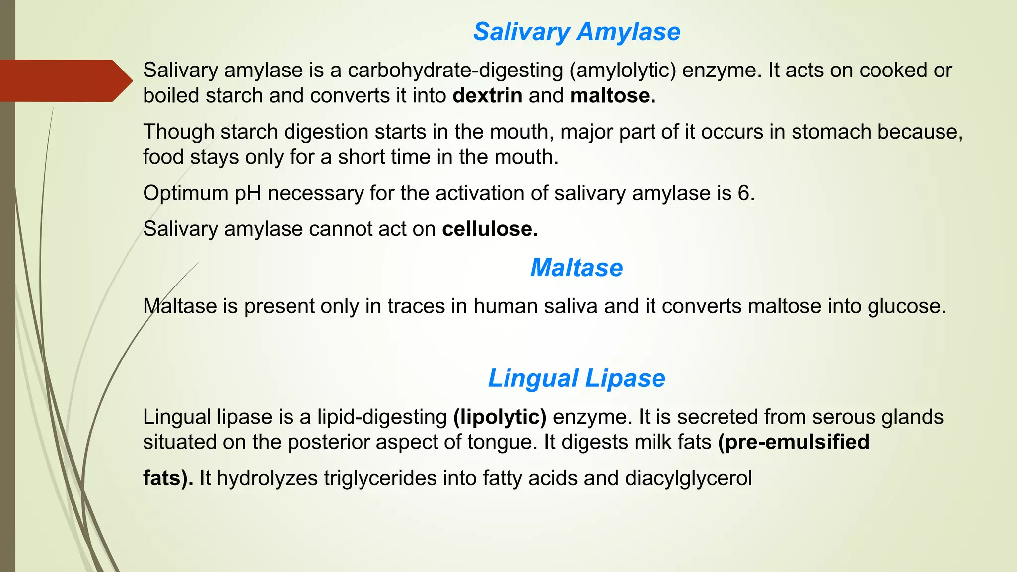 Salivary Amylase
Salivary amylase is a carbohydrate-digesting (amylolytic) enzyme. It acts on cooked or
boiled starch and converts it into dextrin and maltose.
Though starch digestion starts in the mouth, major part of it occurs in stomach because,
food stays only for a short time in the mouth.
Optimum pH necessary for the activation of salivary amylase is 6.
Salivary amylase cannot act on cellulose.
Maltase
Maltase is present only in traces in human saliva and it converts maltose into glucose.
Lingual Lipase
Lingual lipase is a lipid-digesting (lipolytic) enzyme. It is secreted from serous glands
situated on the posterior aspect of tongue. It digests milk fats (pre-emulsified
fats). It hydrolyzes triglycerides into fatty acids and diacylglycerol
 