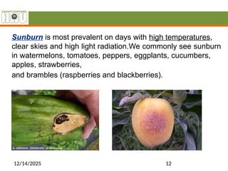 Sunburnt Raspberry Role of Ethylene.pptx2421148066843263213 | PPTX