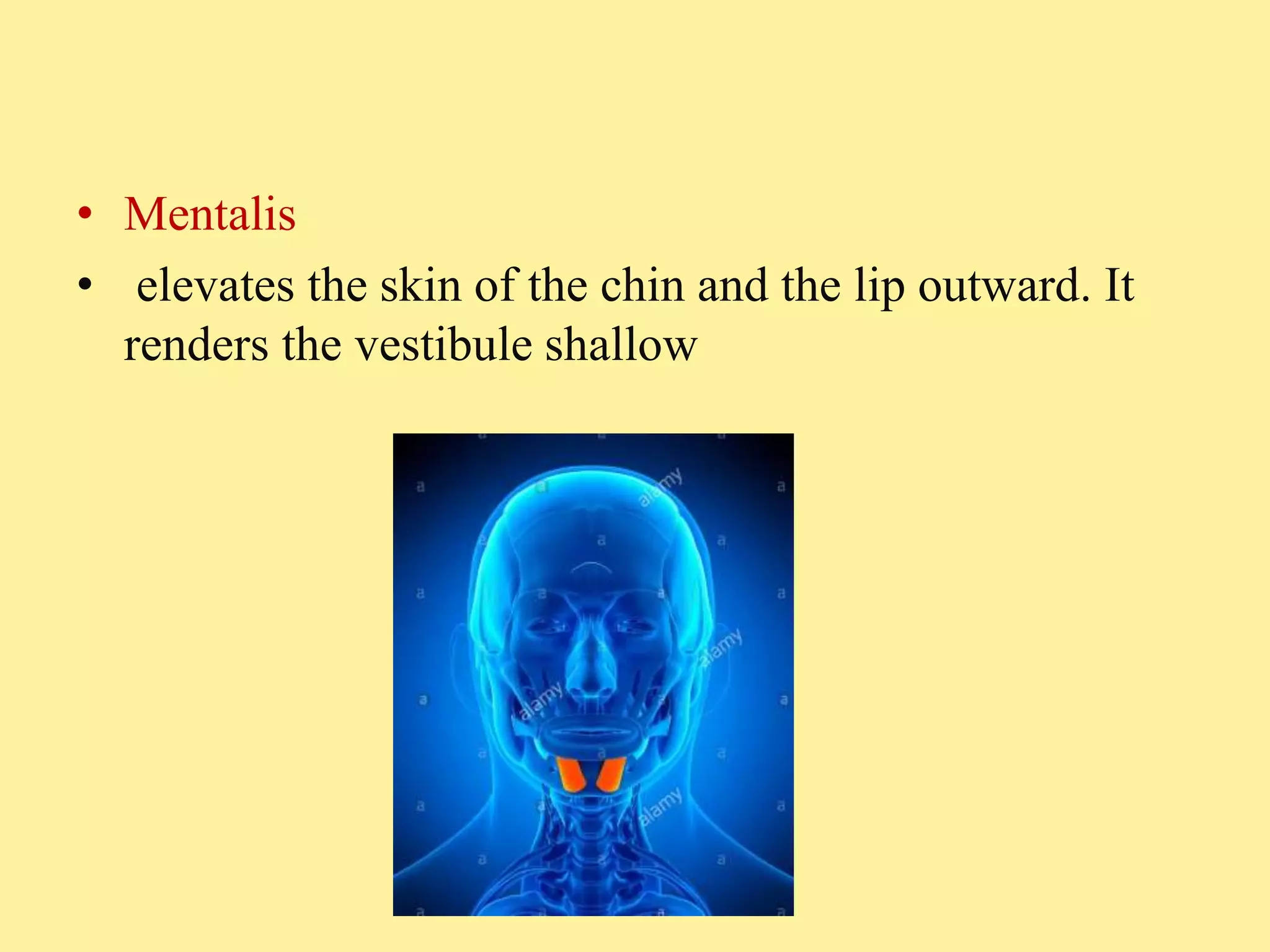 Intercheilion Line Role of facial muscles in complete denture prosthesis | PPTX