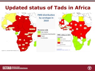Role of FAO-ECTAD in transboundary disease surveillance and control with special reference to ASF