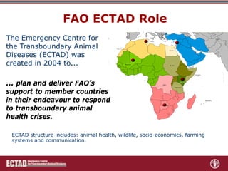 Role of FAO-ECTAD in transboundary disease surveillance and control with special reference to ASF